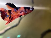 IMG_7889.webp IMG_7889.webp