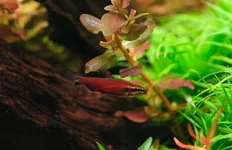 2hrAquaristDSCF4940E pencil.webp