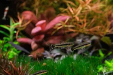 2hrAquaristDSCF4950E oto.webp