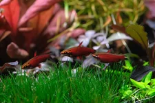 2hrAquaristDSCF5026E pencilfish.webp