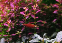 2hrAquaristDSCF5008E pencil.webp