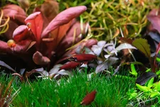 2hrAquaristDSCF5030E Pencil.webp