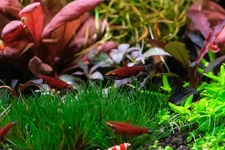 2hrAquaristDSCF5028E pencil.webp