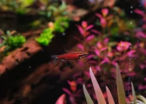 2hrAquaristDSCF5169E Amaya.webp