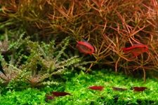 2hrAquaristDSCF3783E (2).webp