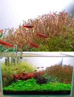 Comparison deep trim.webp