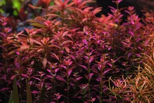 2hrAquaristDSCF4977E florida sunset (2).webp