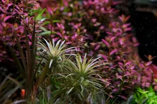 2hrAquaristDSCF5546 Vichada.webp