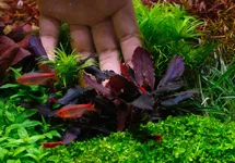 2hrAquaristDSCF5661E BG2011.webp