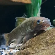 Gino