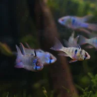 fischman