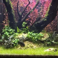 FreshTides_Neal