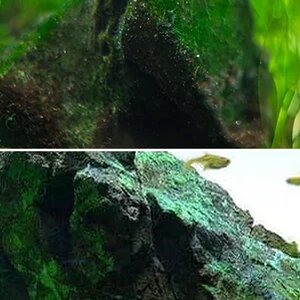 Media of the Month Contest - August 2026 - Algae Patina