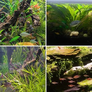 Media of the Month Contest - October 2026 - Plant, hardscape, fish