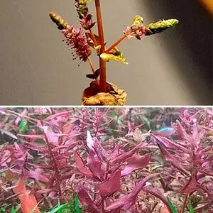 Rotala macrandra Koehne