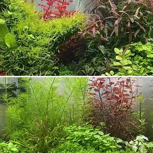 Hemianthus callitrichoides