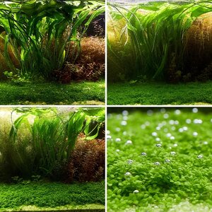 A growing collection