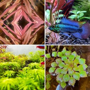 Media of the Month Contest - October 2025 - Best Aquarium Closeup (Macro)