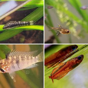 Media of the Month Contest - November 2025 - Best Fish Picture