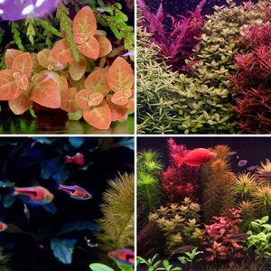 Media of the Month Contest - April 2026 - Best Plant Contrast