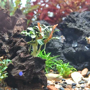 Left Front Low Wood Buce.webp