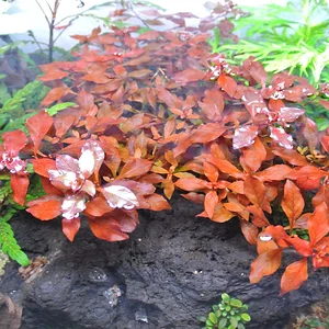 Ludwigia From Above.webp