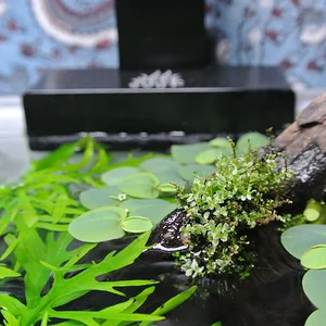 Pearl Moss Right Rear.webp