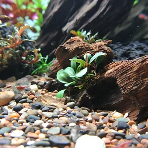 Right Front Low Wood Buce.webp