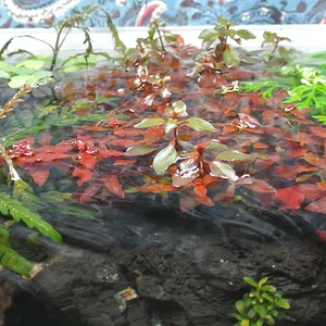 Popping out of water.webp