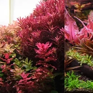 Website article images.webp