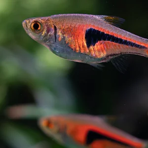 100mm Multi Lambchop.webp