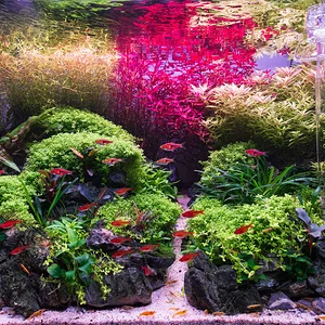 Pre-Trim WB 25.webp