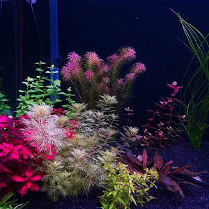 Rotala Maka Red  Zoomed Out.webp