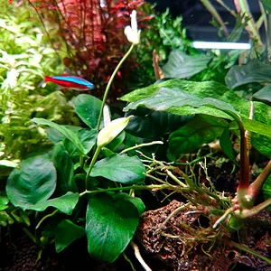 anubui flwering.webp