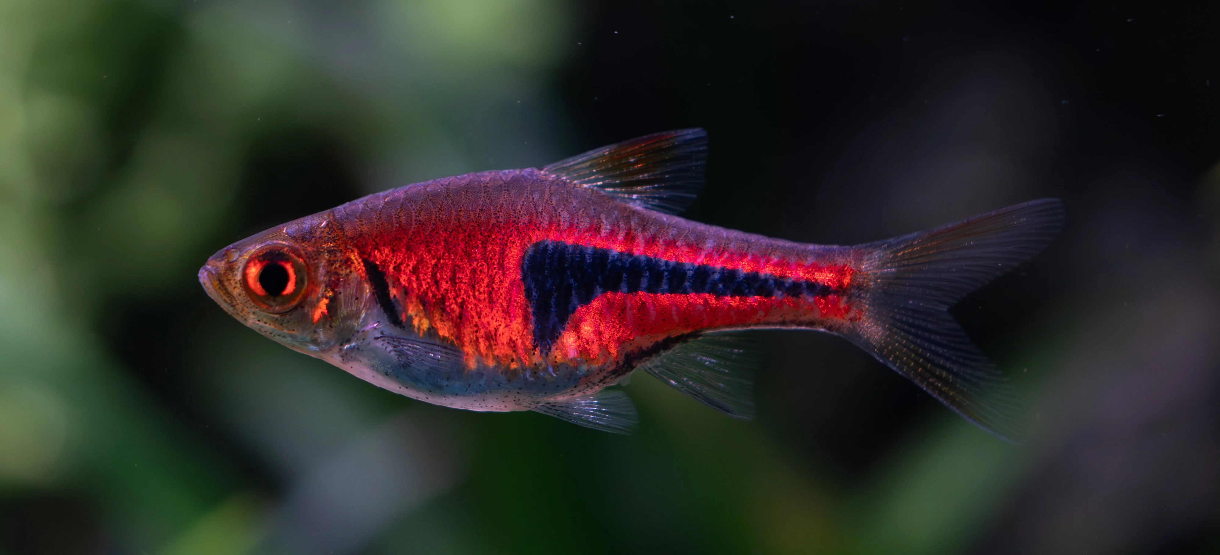 100mm Single Lambchop.webp