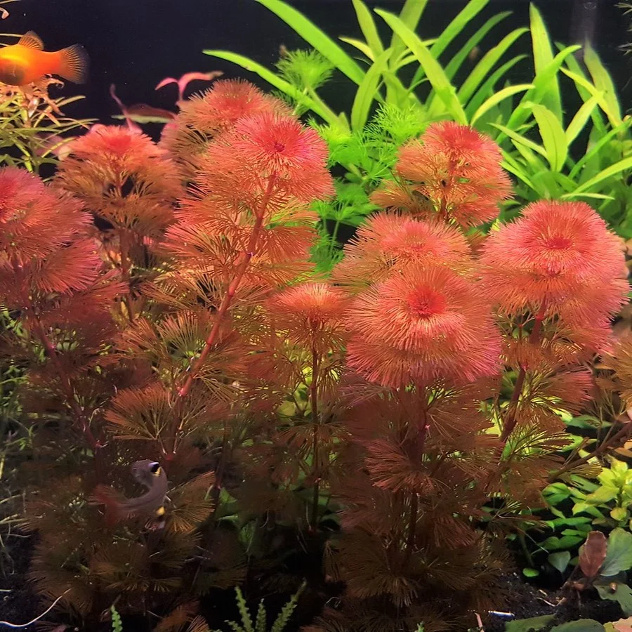 Cabomba-furcata-23.webp