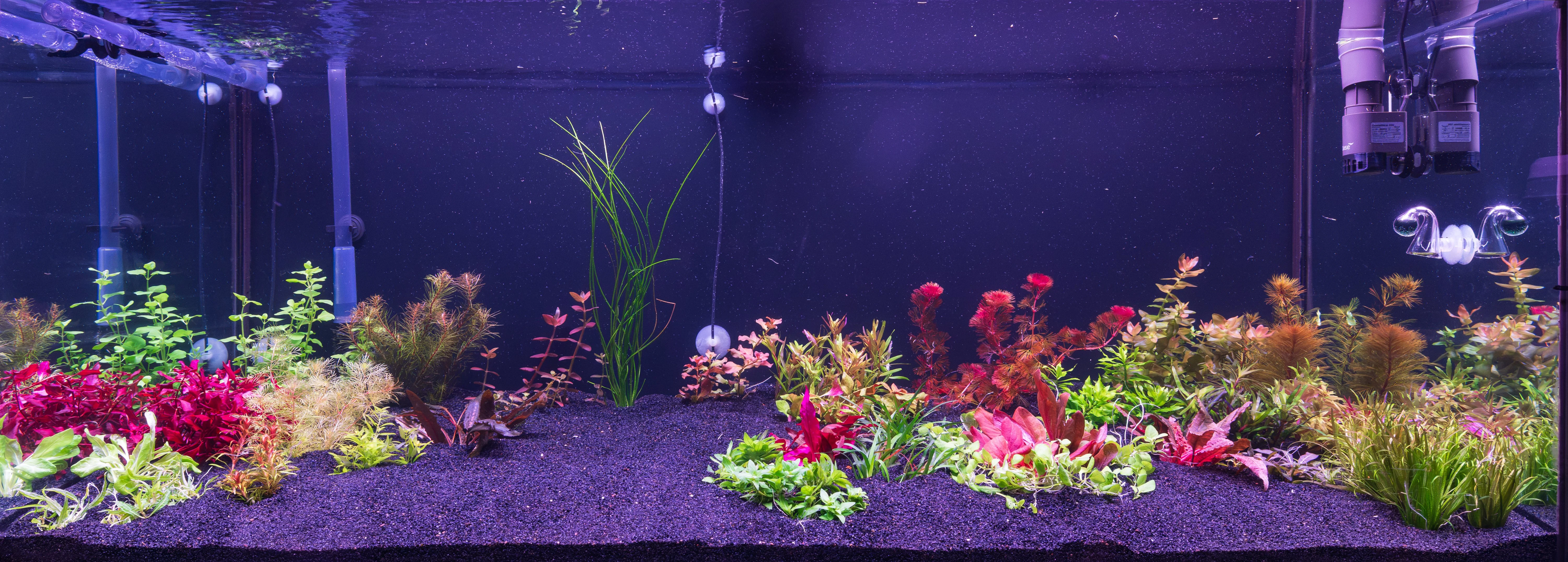 Garden Tank Planting Day.webp