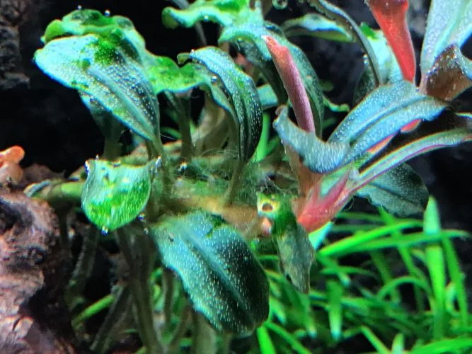 How Do I Rid of Thee.webp