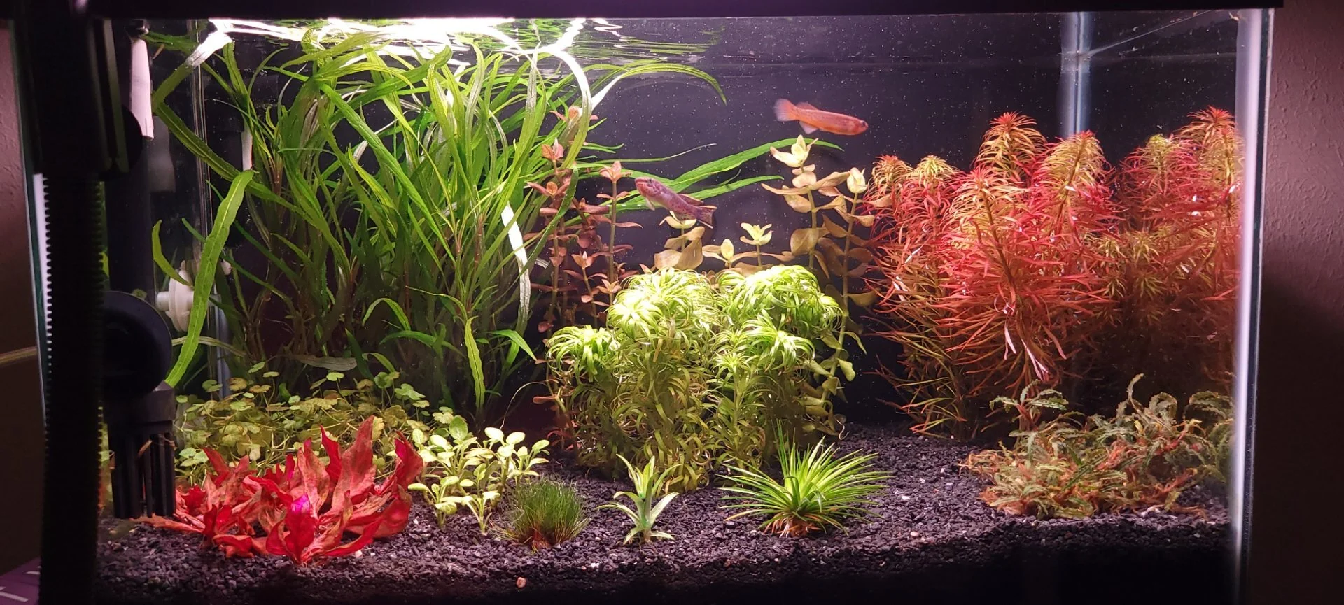 Last 10gal shot.jpg