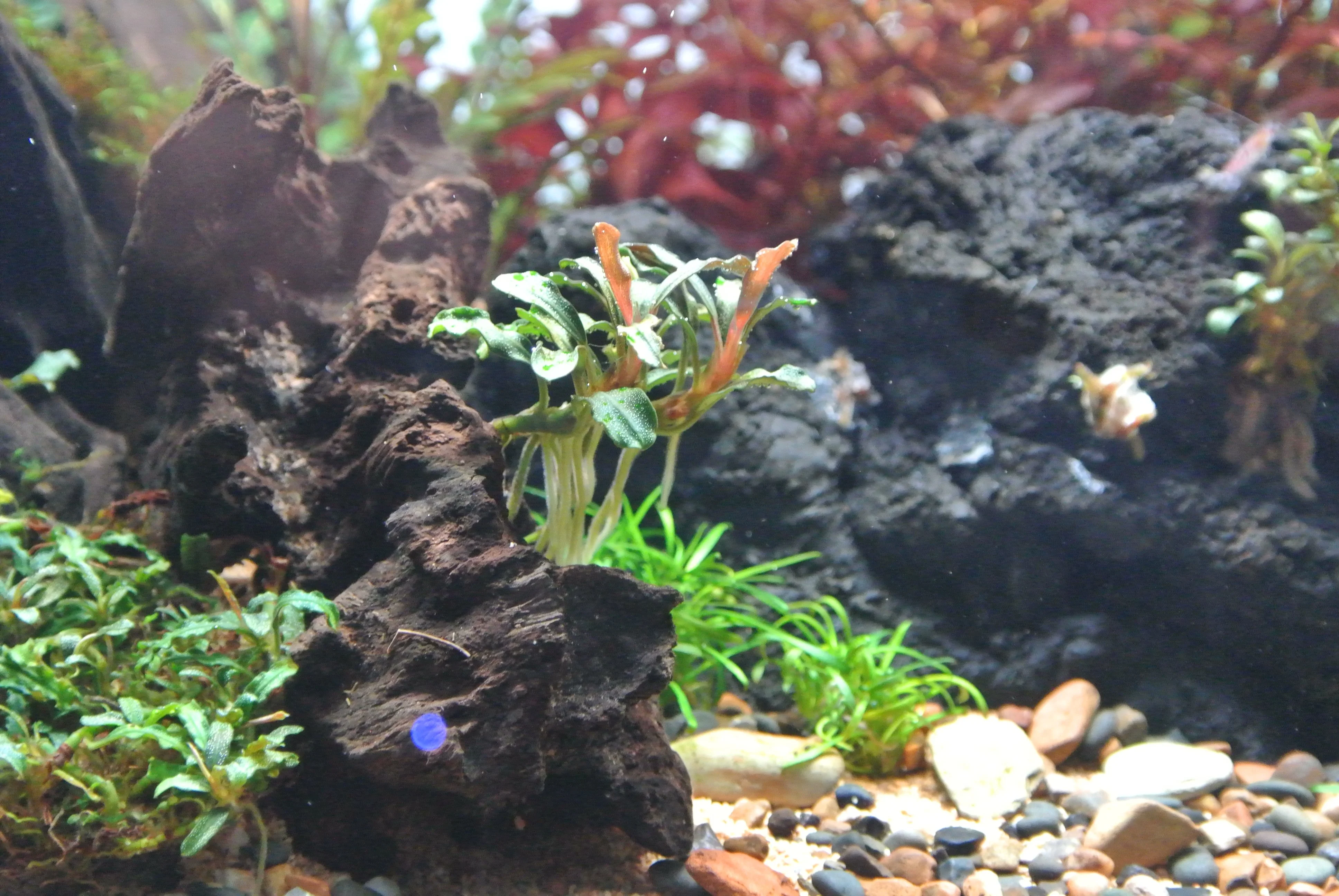 Left Front Low Wood Buce.webp