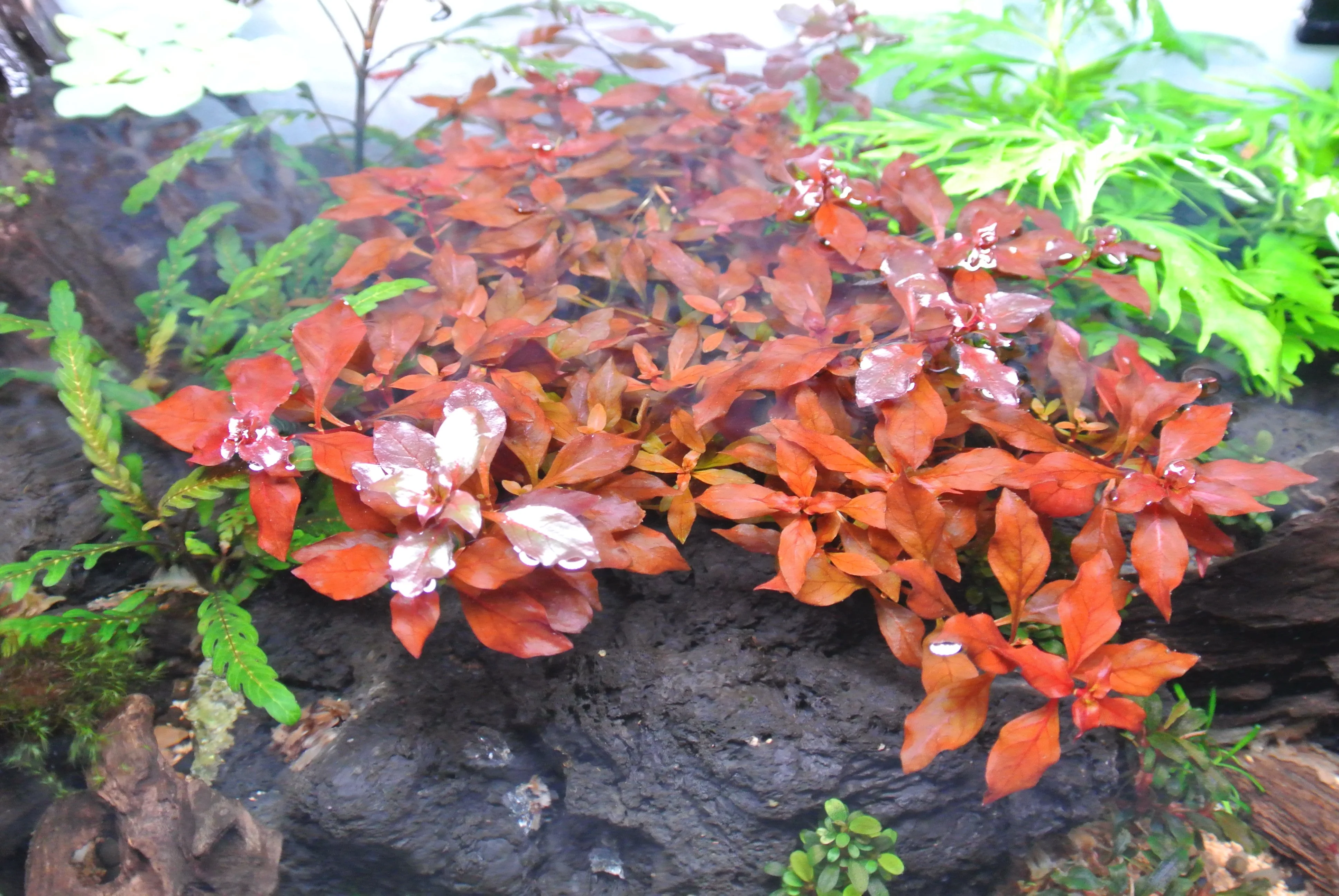Ludwigia From Above.webp