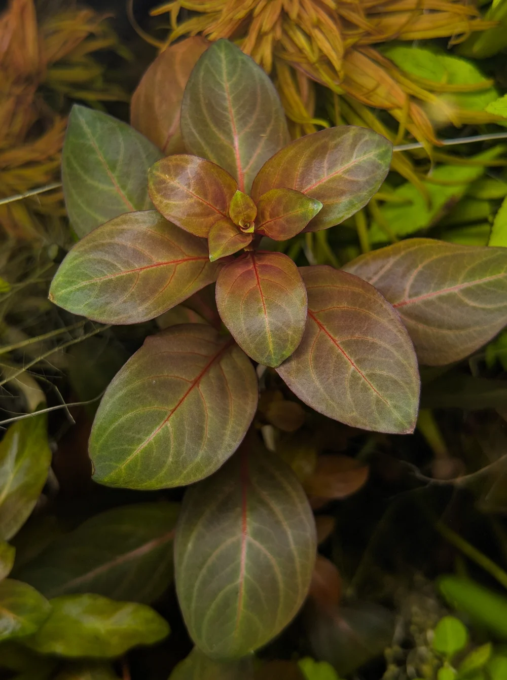Ludwigia sp..webp