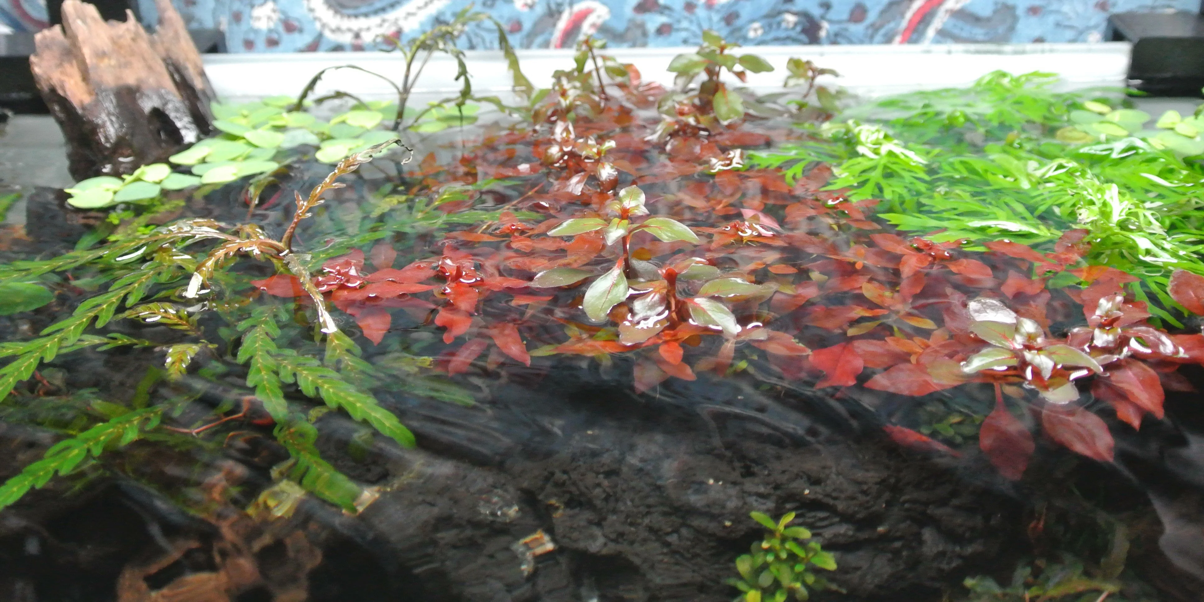 Popping out of water.webp