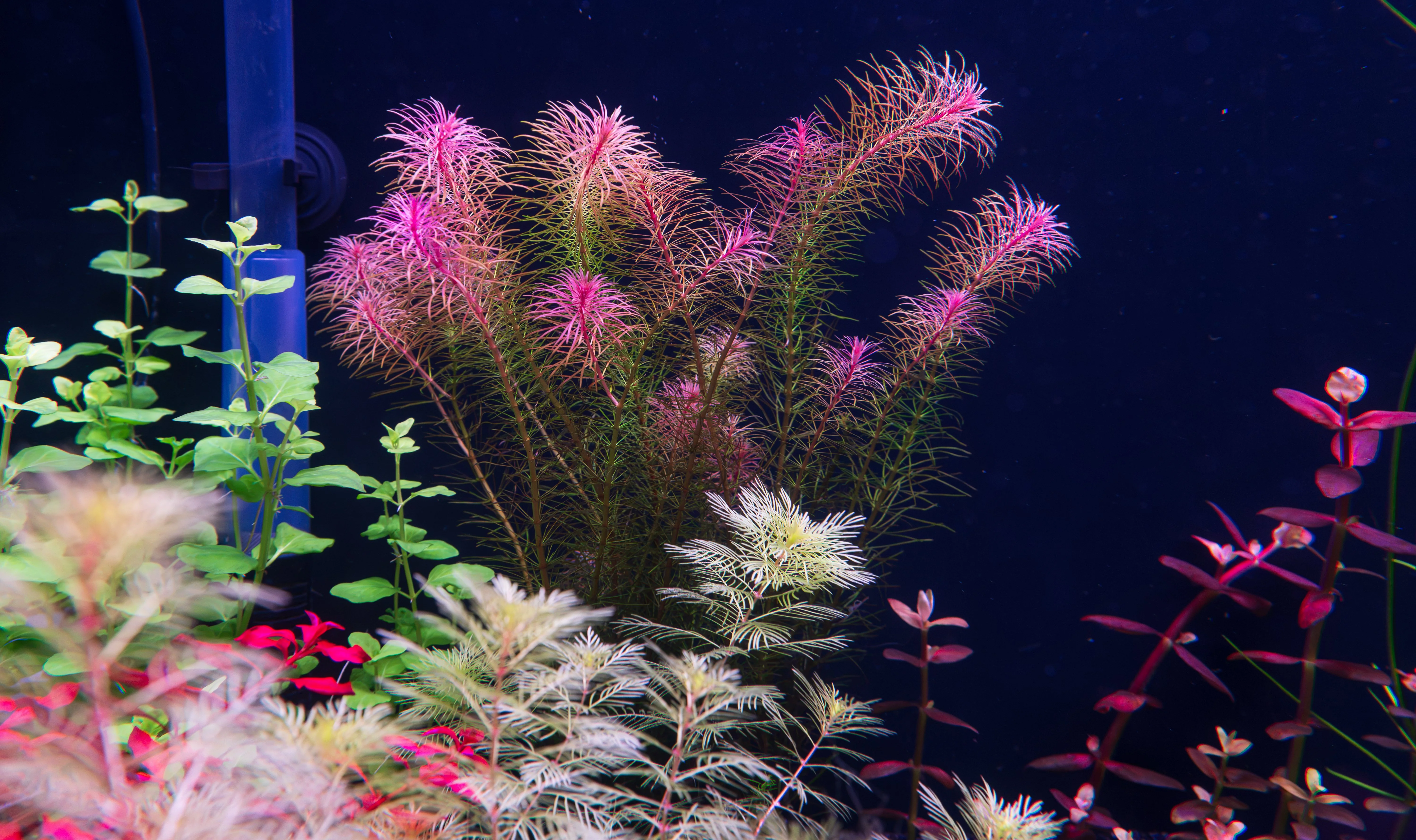 Rotala Maka Red.webp