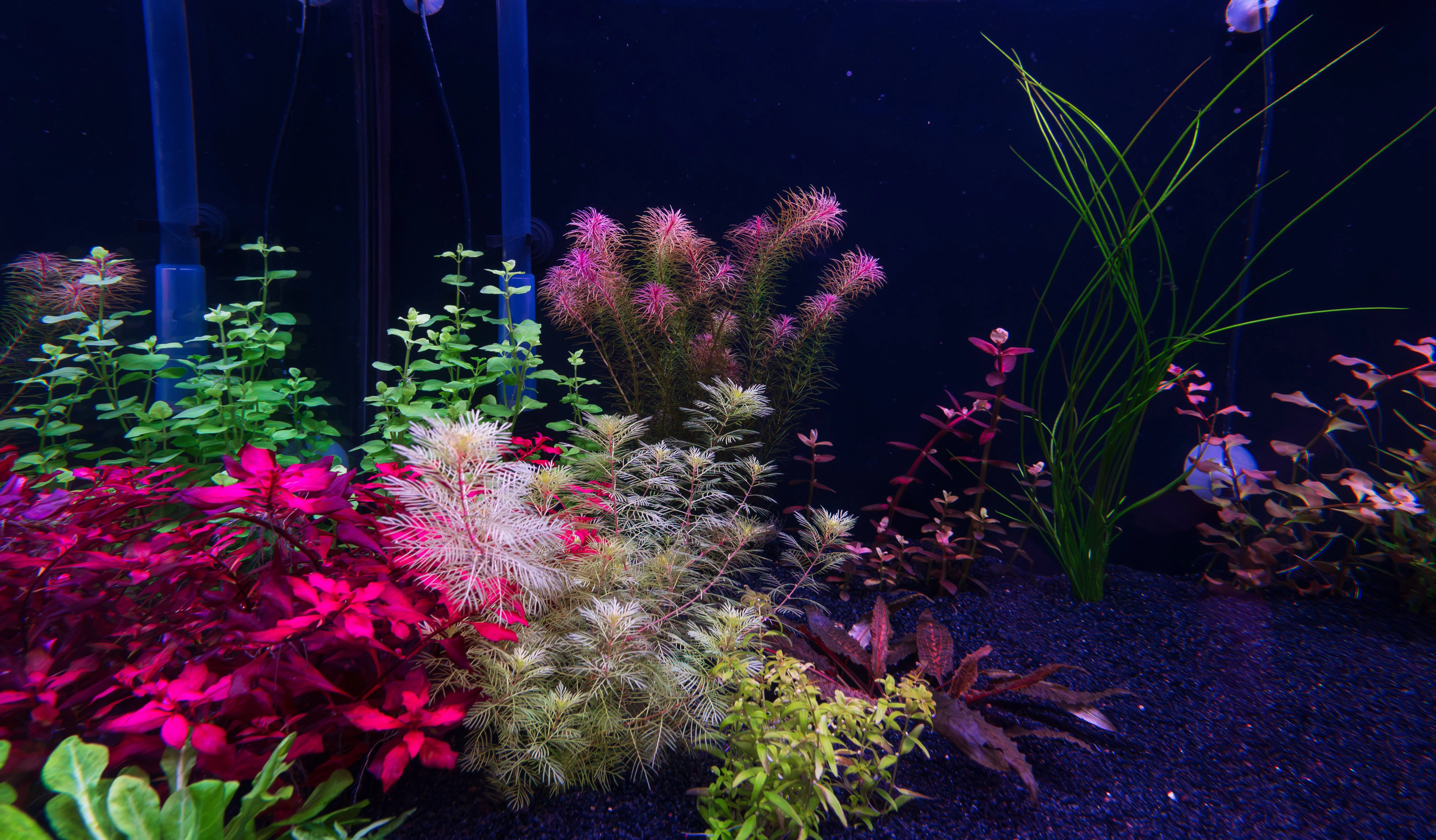 Rotala Maka Red  Zoomed Out.webp