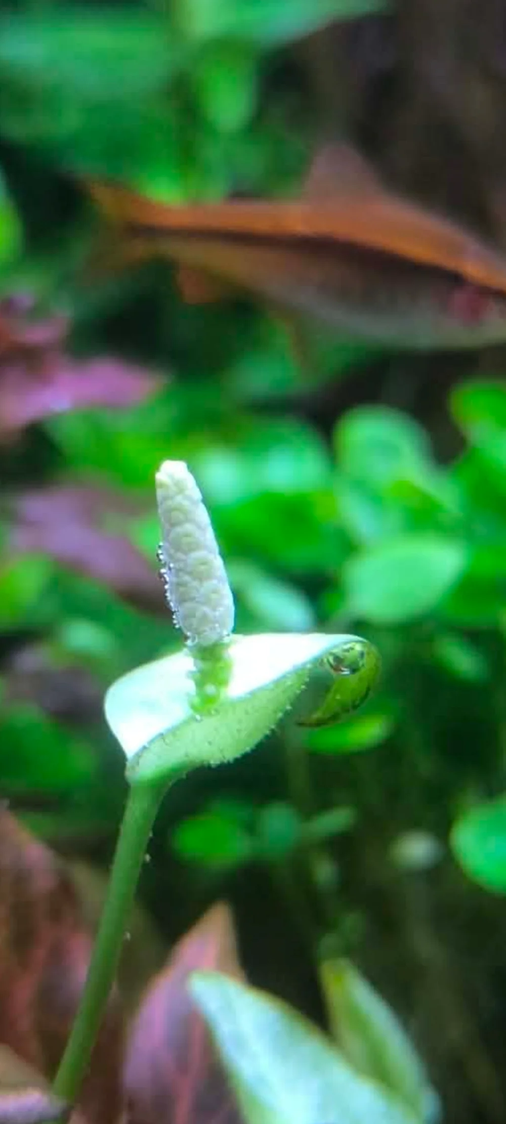 Screenshot_2026-05-20-09-38-00-162_com.facebook.orca.webp