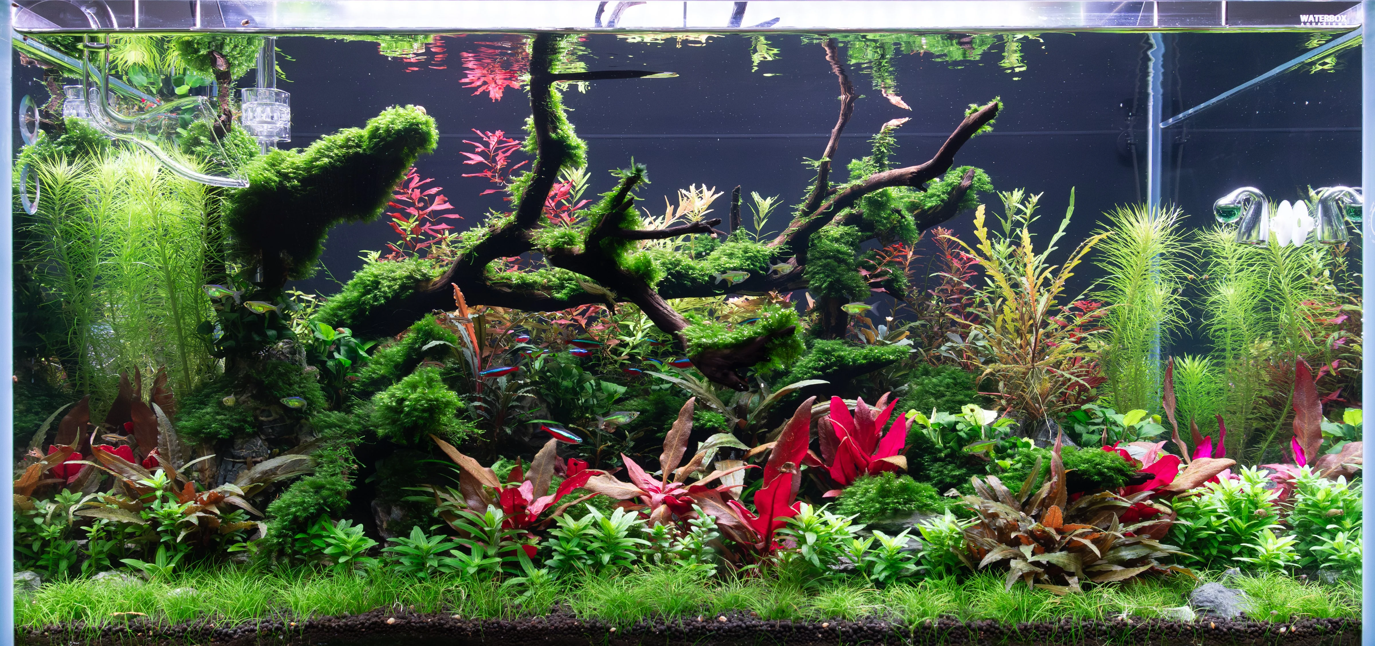 WB 3620 12_14_25.webp